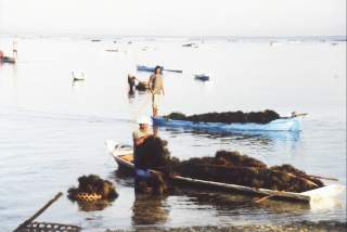 Seegrasernte auf Nusa Lembongan