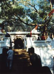 Sri Bodhi - der �lteste Baum der Welt