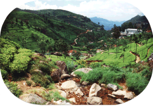 Tal voller Teeplantagen