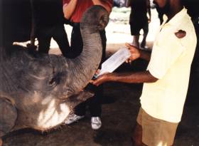 F�tterung der Elefantenbabys